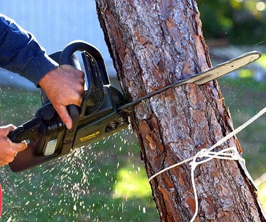 Спил деревьев в Вельске и  Архангельской области